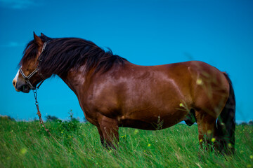 amazing horse in the field