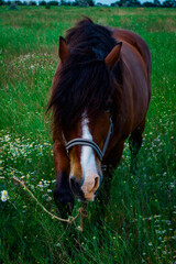 amazing horse in the field