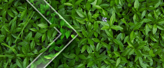 Natural background from juicy green leves with drops after rain.