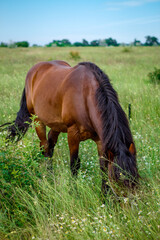 Naklejka na ściany i meble amazing horse in the field