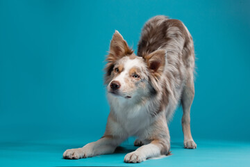 happy dog on a blue background. border collie funny portrait. 