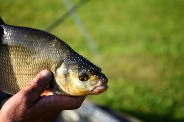 Happy angler holds big common bream male with with nuptial colouration on head, green grass...