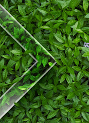 Natural background from juicy green leves with drops after rain.