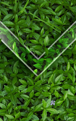 Natural background from juicy green leves with drops after rain.