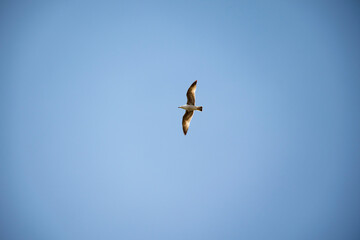 mouette - 217