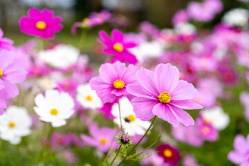 コスモス　秋桜