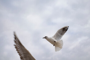 mouette - 220