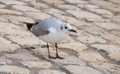 mouette - 222