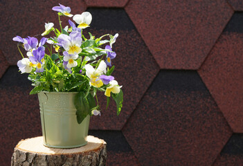 А bouquet of pansies in a small bucket against the background of brown soft tiles  