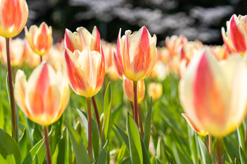 絵画みたいなチューリップ