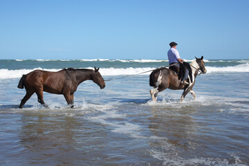 Two horses walking along the seashore with a man, take a walk to rest from work.