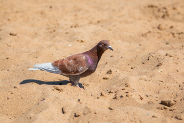 City pigeon on the beach. Urban animals, birds.