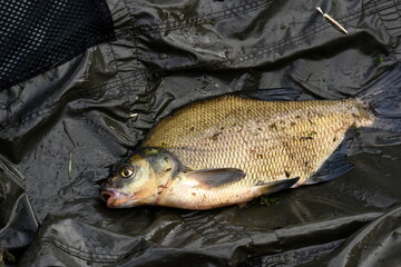 Freshly caught Common bream. Fish in a fishing net, Common bream close-up