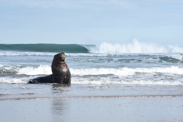 Sea lion entering the water with a wave breaking in the background