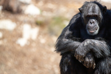 old wise chimpanzee 2
