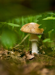 Toxic mushroom yellow fly agaric