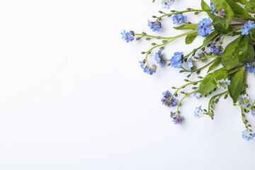 Beautiful blue forget-me-not flowers on white background, top view