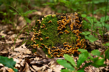 Parasite mushroom in the forest