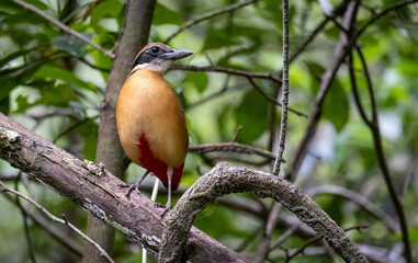 Mangrove Pitta (Pitta megarhyncha) found in Pasir Ris mangrove boardwalk in Singapore