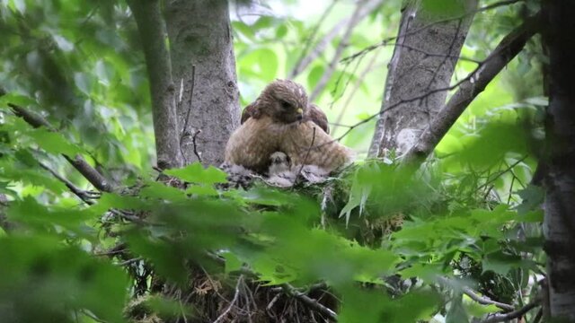 Une Buse &agrave; &Eacute;paulettes et ses b&eacute;b&eacute;s dans leur nid