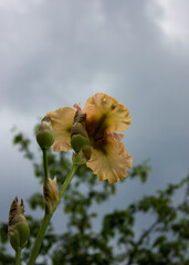 Yellow with pink iris flower on a background of the sky.