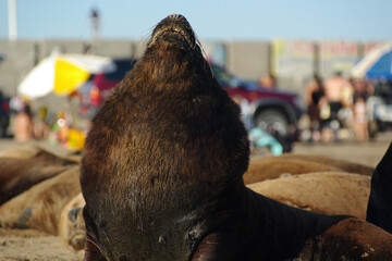 Sea lion on the beach looking up with people in the background