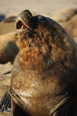 Sea lion howling on the beach on the sand. On a sunny day with warm tones