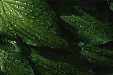 Abstract Green leaf texture with water drops after summer rain. Hosta plant. Nature background and eco concepte 