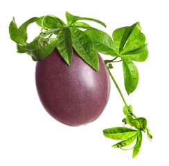 Passion fruit with leaves on white background. Passiflora plant
