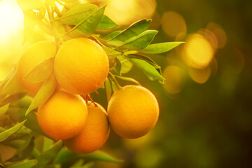 Orange garden with fruit