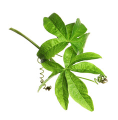 Branch of passion fruit plant (Passiflora) isolated on white
