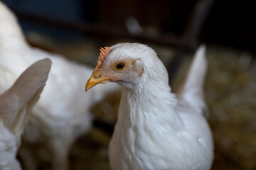 A young chicken hen inside a chicken coop looking at the camera. 