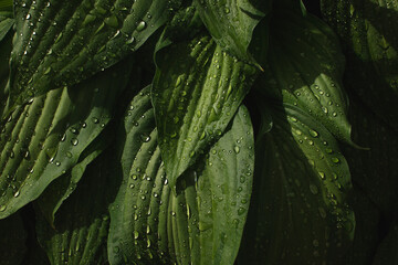 Abstract Green leaf texture with water drops after summer rain. Hosta plant. Nature background and eco concepte 