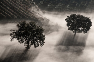 Two trees in the fog