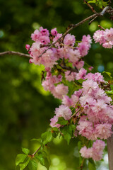 In spring, cherry blossoms and pink flowers bloom. Prunus serrulata 'Kanzan'
