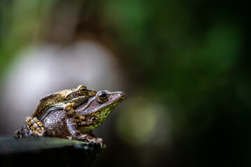Two Sri Lanka tree frogs on top of each other on a branch
