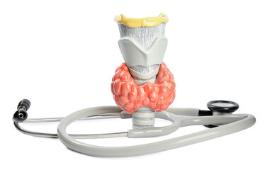 Plastic model of afflicted thyroid and stethoscope on white background