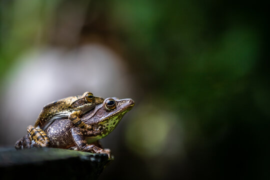 Two Sri Lanka Tree Frogs On Top Of Each Other On A Branch