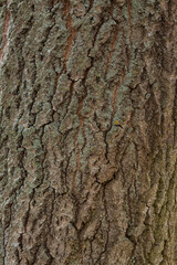 Background of the tree bark texture. Close-up background.