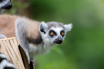 ring lemur catta