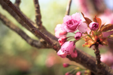 Beautiful blooming cherry blossom on a branch in spring. Close up in the garden. 