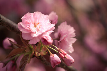 Beautiful blooming cherry blossom in spring. Close up in the garden. 