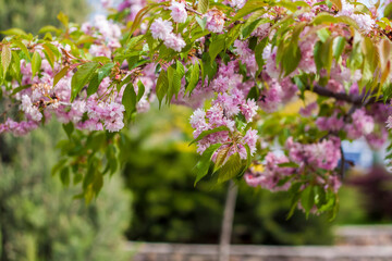 In spring, cherry blossoms and pink flowers bloom. Prunus serrulata 'Kanzan' - Japanese cherry in full bloom