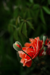 Poppy bud flower, red an green colors