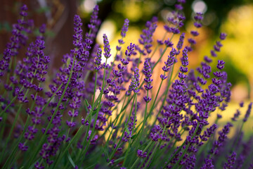 Blooming lavender in the garden with bokeh background