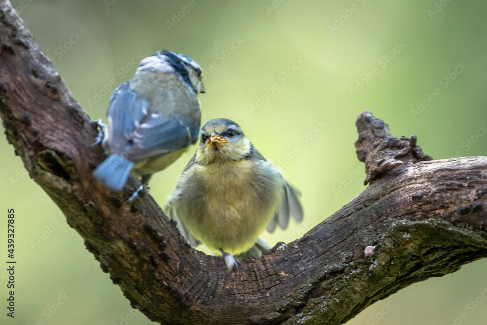 Canvas Prints Blaumeisen bei der Fütterung