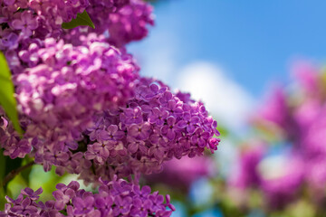 Obraz premium Lilac in the garden. Blooming lilac-purple flowers, selective focus. A branch of lilac in the sunlight. They bloom in spring. Selective focus.