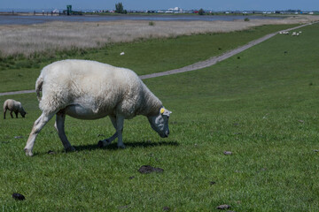 Schaf auf einem Deich an der Elbe.