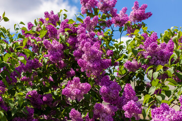 Obraz premium Lilac in the garden. Blooming lilac-purple flowers, selective focus. A branch of lilac in the sunlight. They bloom in spring. Selective focus.