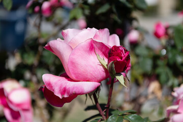 soft flower petals of garden rose. rose garden in spring. bright rose bush.